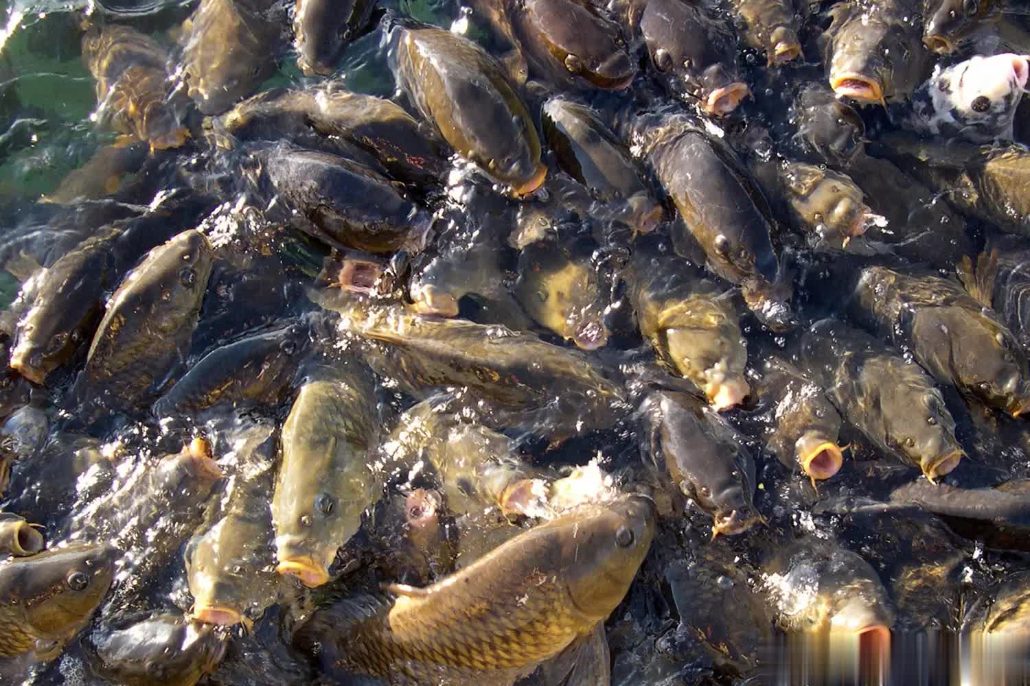 要减少打窝, 可能减少活, AA 要减少打窝, 可能减少活, AA